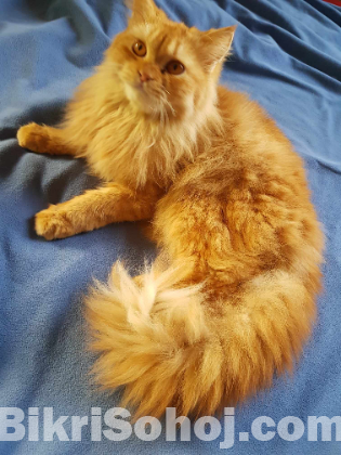 emergency sell post Persian cat